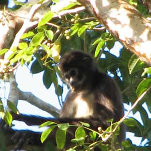 Mexico Fauna Spider Monkey