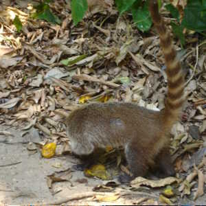 Mexico Fauna Tejon