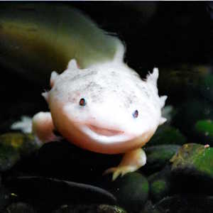Mexico Fauna - Axolotl