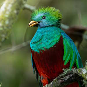 Mexico Ecolodges Fauna - Quetzal