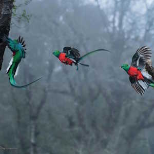 Mexico Fauna - 3 Quetzals