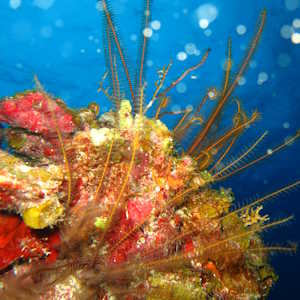 Mexico Fauna Coral