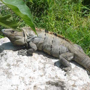 Mexico Fauna Iguana