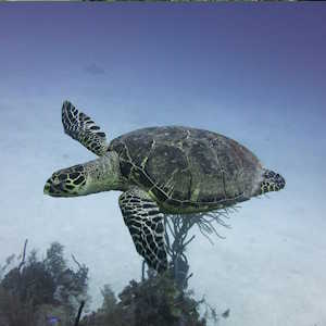 Mexico Fauna Turtle