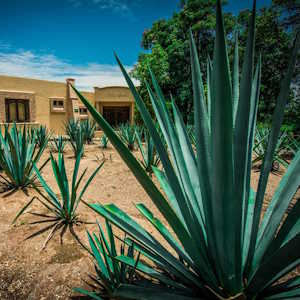 Mexico Flora Agave