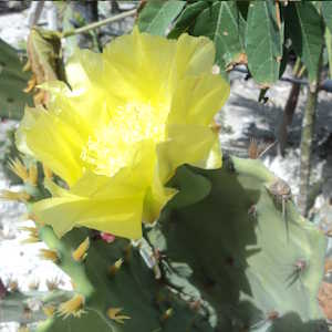 Mexico Flora Cactus
