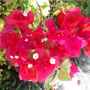 Mexico Flora Bougainvillea