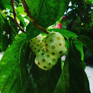 Mexico Flora Noni