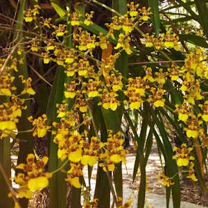 Mexico Flora Orchids