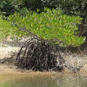 Nicaragua Ecolodges Flora Mangrove