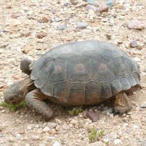 USA Fauan Turtle