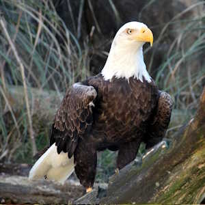 usa fauna bald eagle