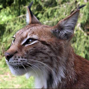 USA fauna lynx