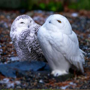 usa fauna owls