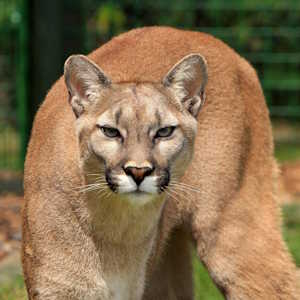 usa fauna puma