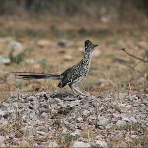 usa fauna roadrunner