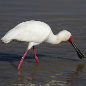 usa fauna spoonbills