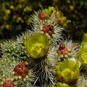 usa flora cactus