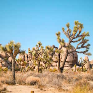 usa flora joshua tree
