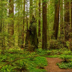 usa flora readwoods