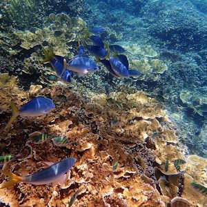 Australia Destinations Great Barrier Reef