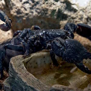 Australia Fauna Scorpion