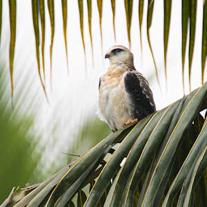 Australia Fauna Black-shouldered kite