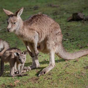 Australia Fauna Kangeroo