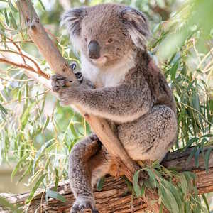 Australia Fauna Koala on tree