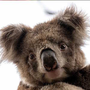 Australia Fauna Koala