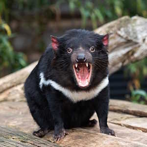 Australia Fauna Tasmanian devil,