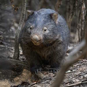 Australia Fauna Wombat