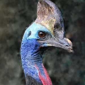 Australia Fauna cassowary