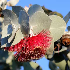 Australia Flora Eucalyptus