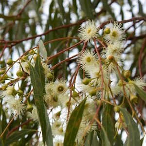 Australia Flora Red River Gum Tree
