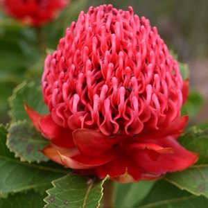 Australia Flora Waratah
