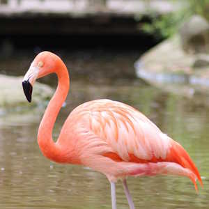 BVI Fauna Flamingo