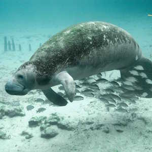 BVI Fauna Manatee