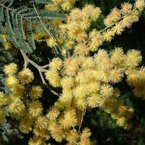 BVI Flora Acacia