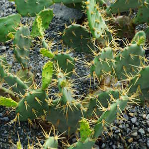 BVI Flora Cactus
