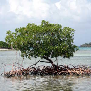 BVI Flora Mangrove tree