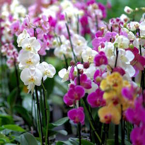 BVI Flora Orchid