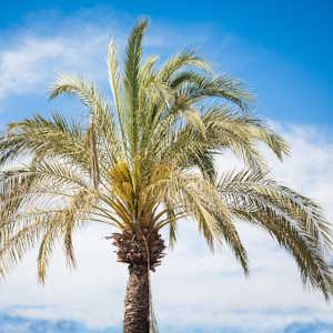 BVI Flora Palm Tree