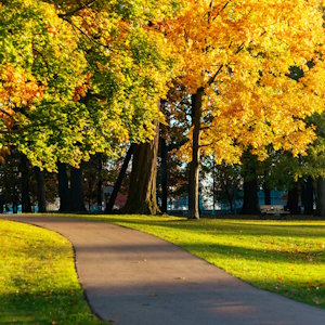Canada Flora Maple trees