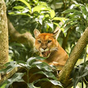 Central America Ecotourism - Fauna - Puma