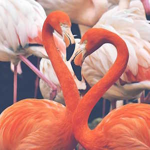 Dominican Republic Fauna Flamingos