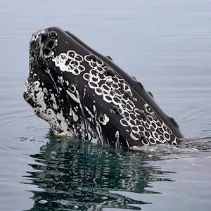 Dominican Republic Fauna Humpback Whale