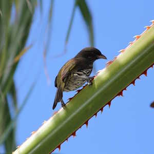 Dominican Republic Fauna Palmchat
