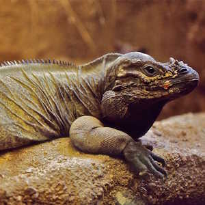 Dominican Republic Fauna Rhinoceros Iguana