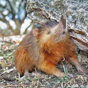 Dominican Republic Fauna Solenodon